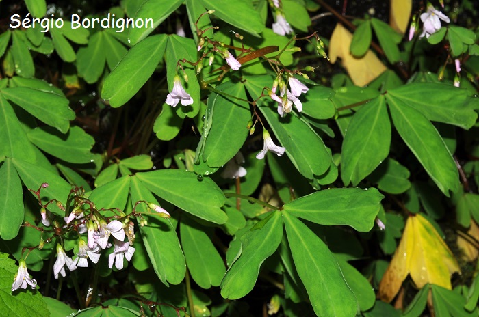 Oxalis geralensis