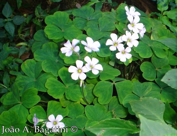 Oxalis linarantha