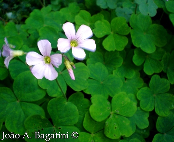 Oxalis linarantha