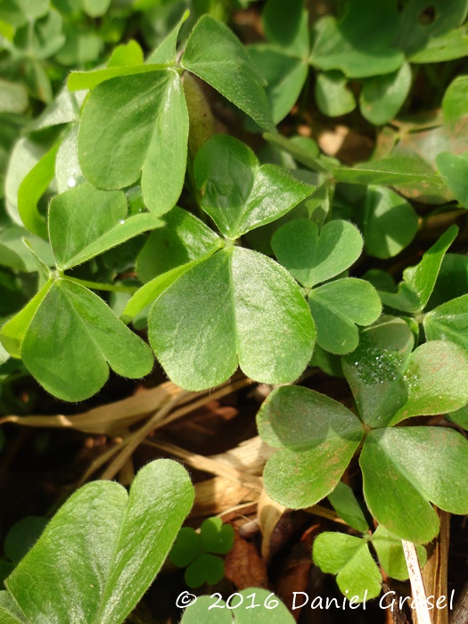 Oxalis debilis