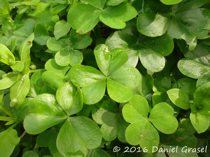 Oxalis debilis