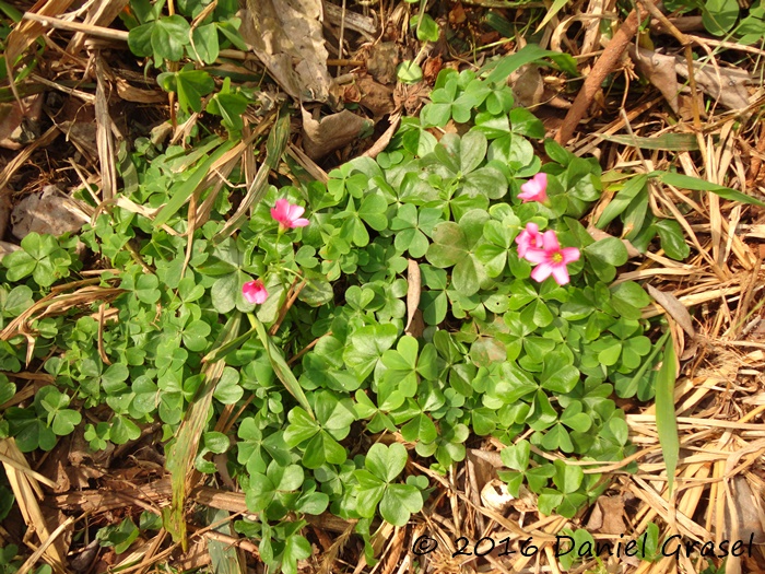 Oxalis debilis