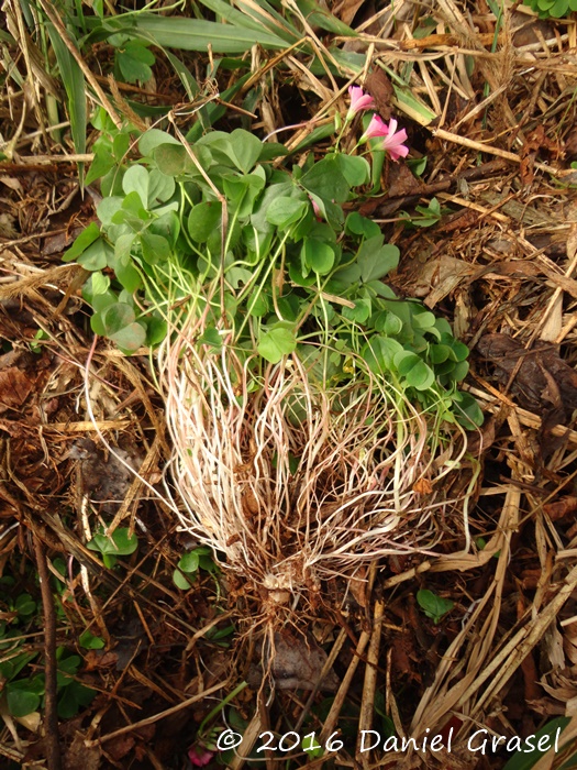 Oxalis debilis