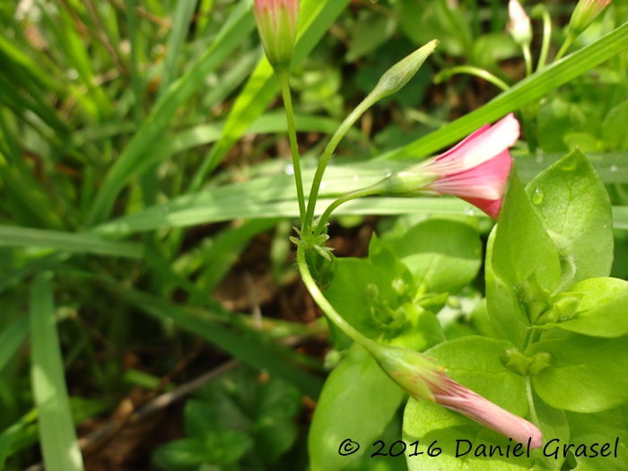 Oxalis debilis