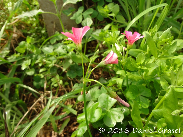 Oxalis debilis