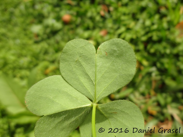 Oxalis debilis