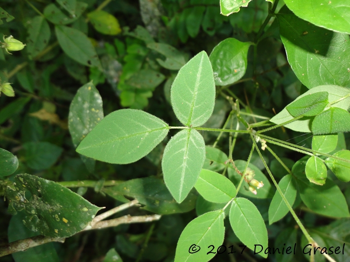 Oxalis cytisoides