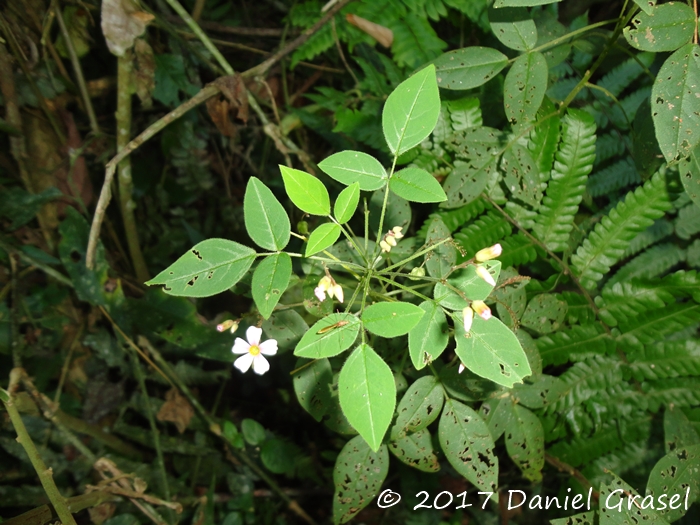 Oxalis cytisoides