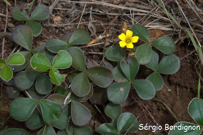 Oxalis bifrons