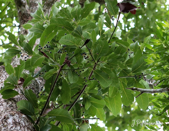 Ocotea mandioccana