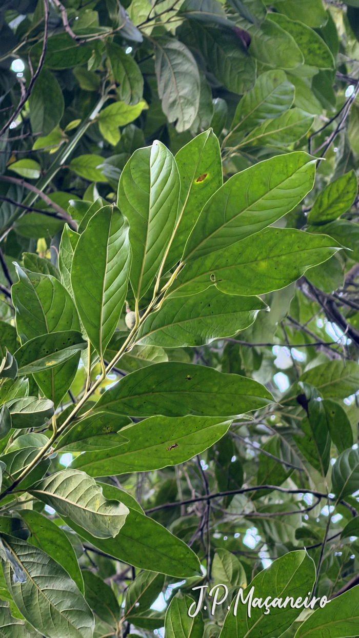 Ocotea mandioccana