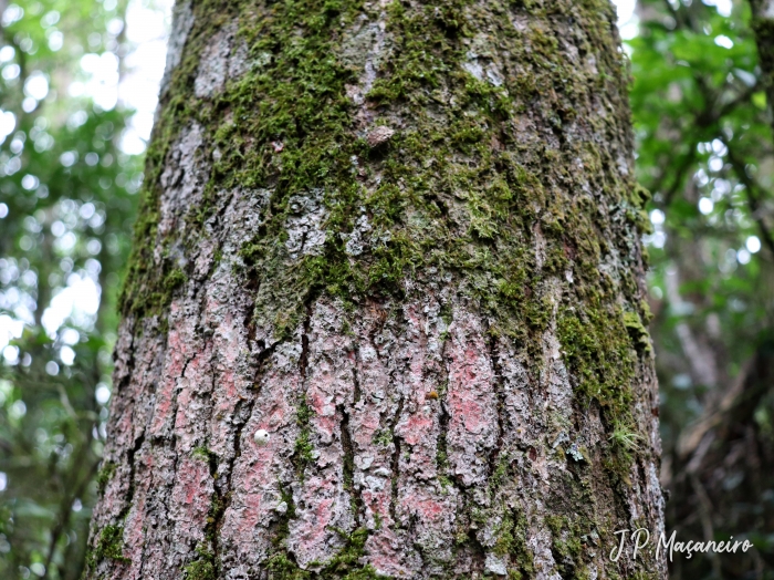 Ocotea mandioccana