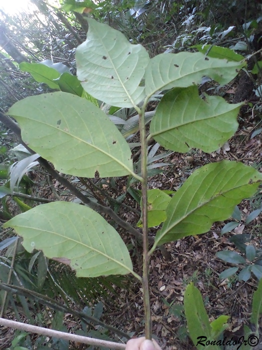 Ocotea mandioccana