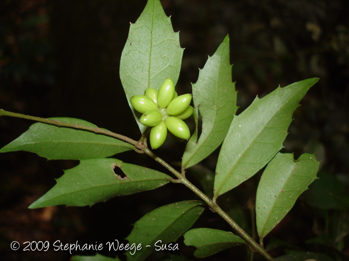 Mollinedia elegans