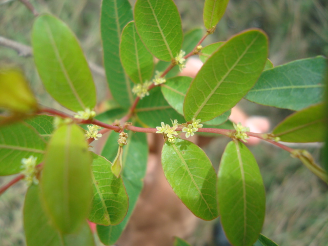 Phyllanthus sellowianus