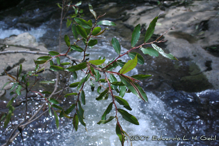 Phyllanthus sellowianus