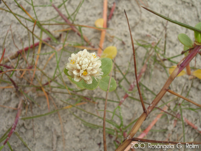 Blutaparon portulacoides