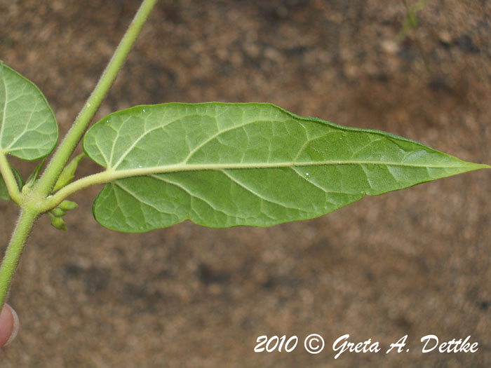 Oxypetalum wightianum