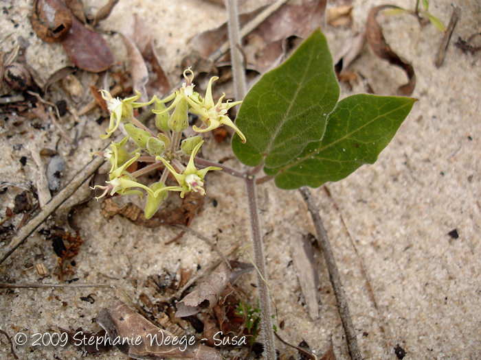 Oxypetalum tomentosum