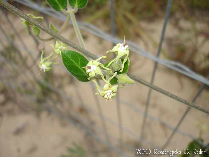 Oxypetalum tomentosum