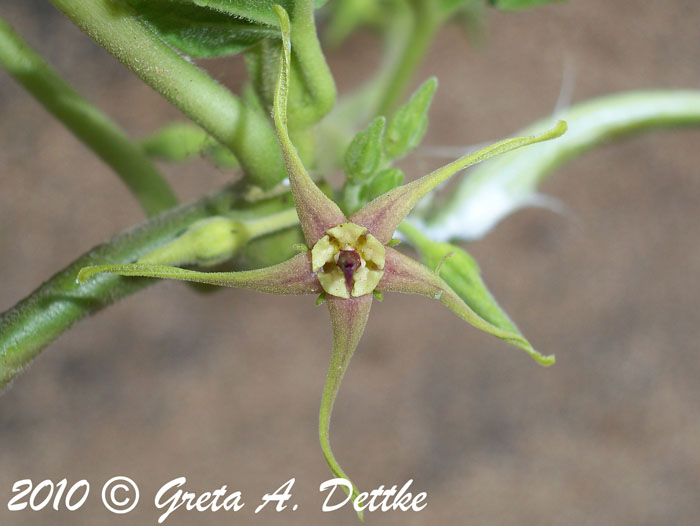 Oxypetalum wightianum