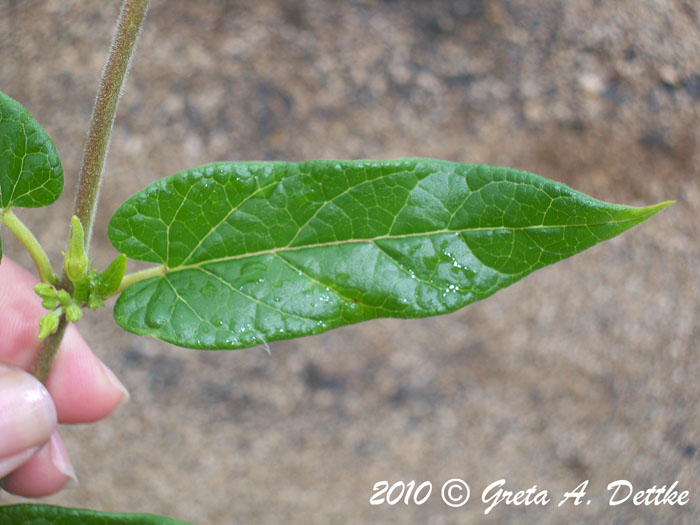 Oxypetalum wightianum