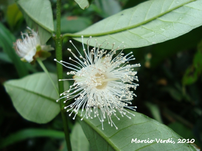 Myrceugenia myrcioides