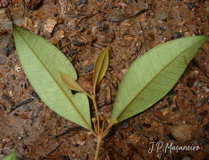 Myrceugenia myrcioides