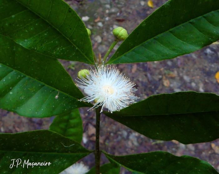 Myrceugenia myrcioides