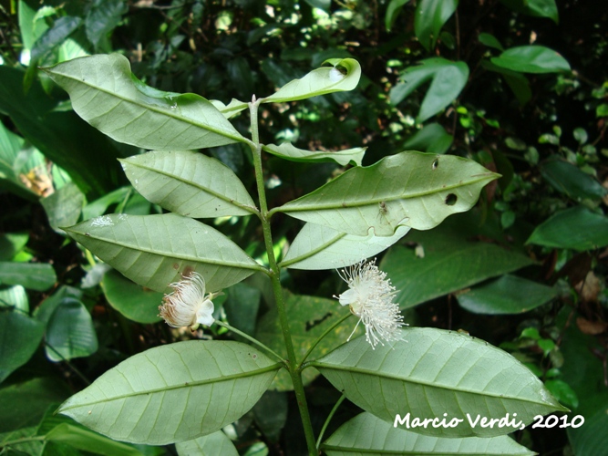 Myrceugenia myrcioides