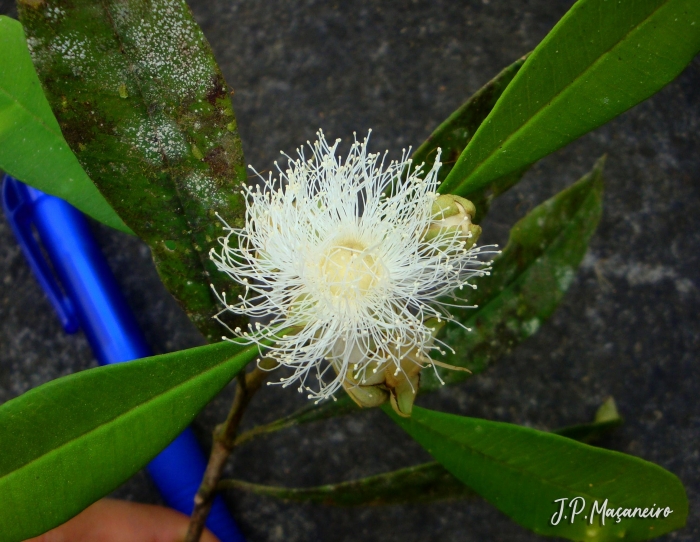 Myrceugenia myrcioides