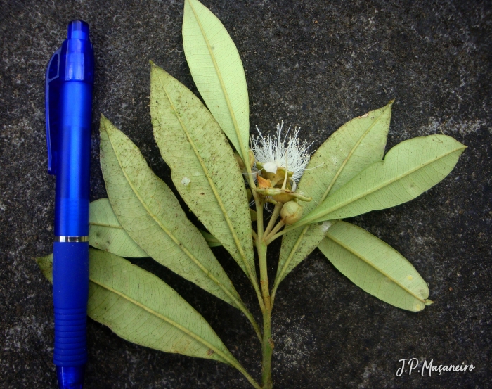 Myrceugenia myrcioides