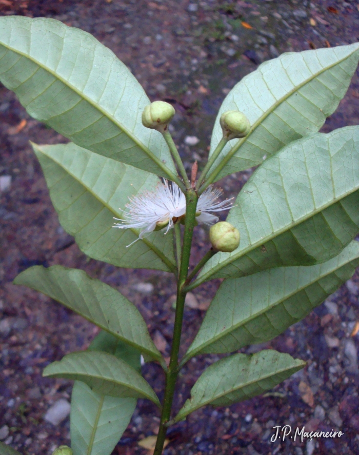 Myrceugenia myrcioides