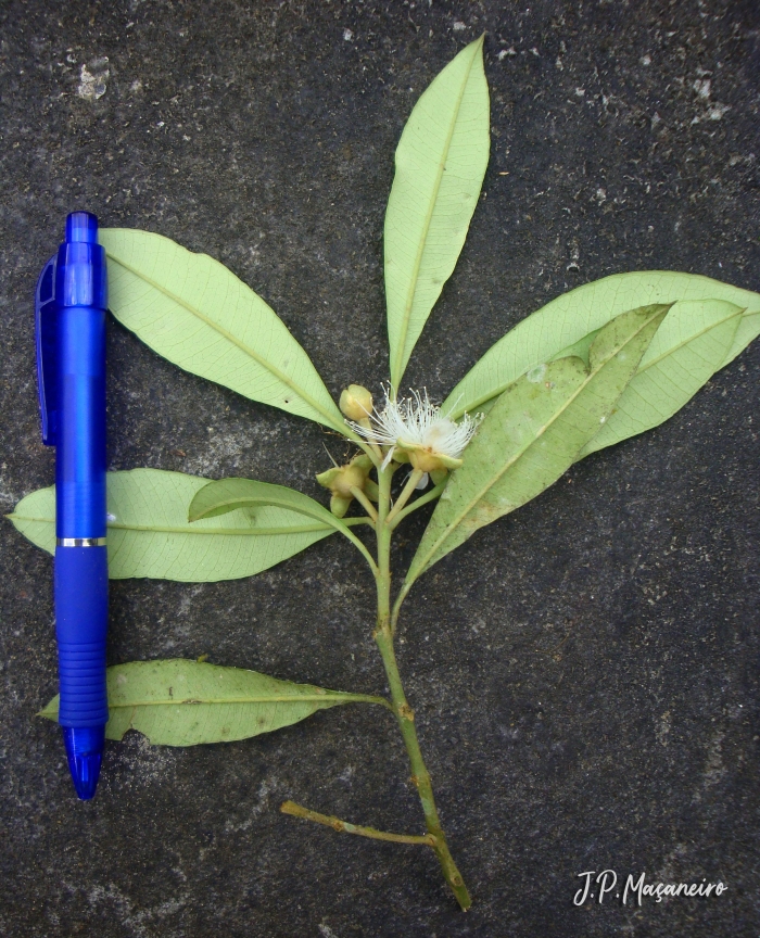 Myrceugenia myrcioides