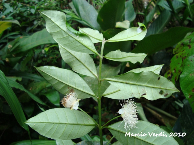 Myrceugenia myrcioides