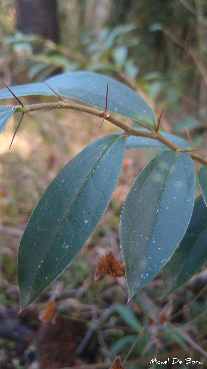 Dasyphyllum spinescens