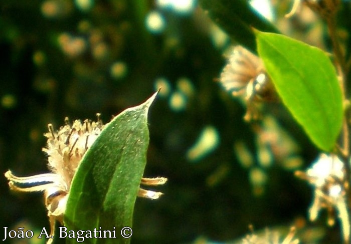 Dasyphyllum spinescens