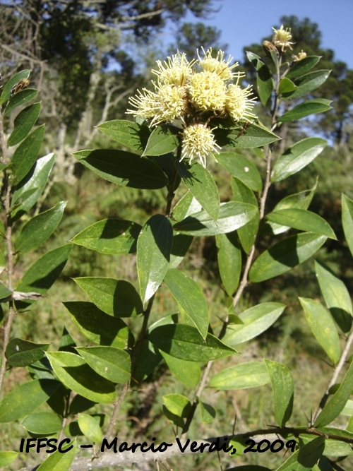 Dasyphyllum spinescens