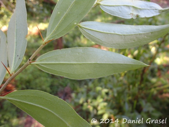 Dasyphyllum spinescens