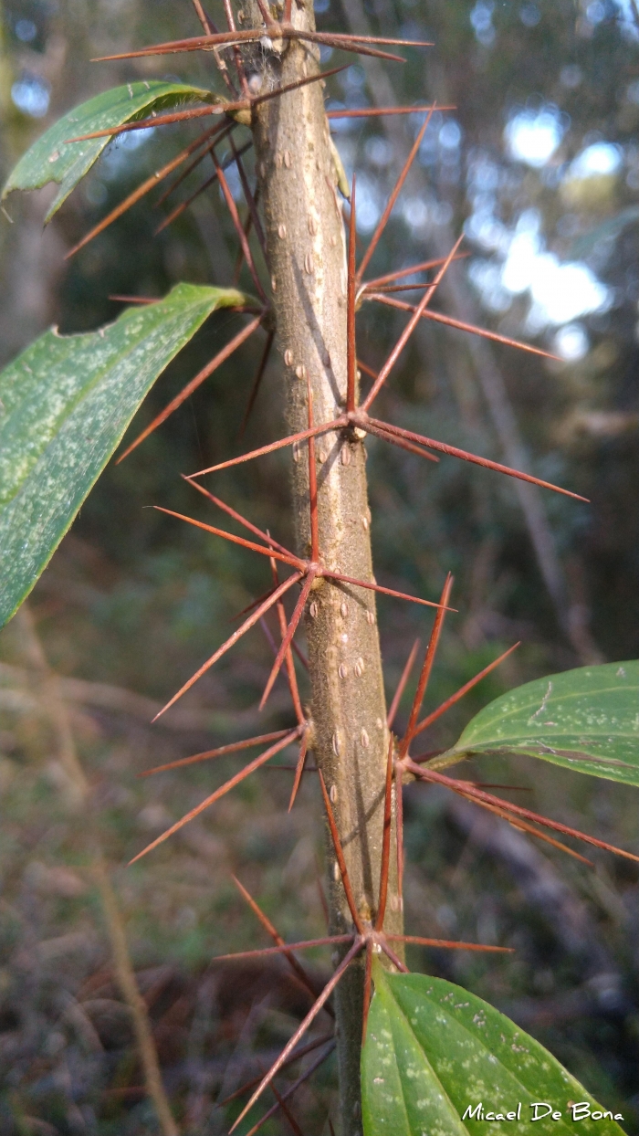 Dasyphyllum spinescens