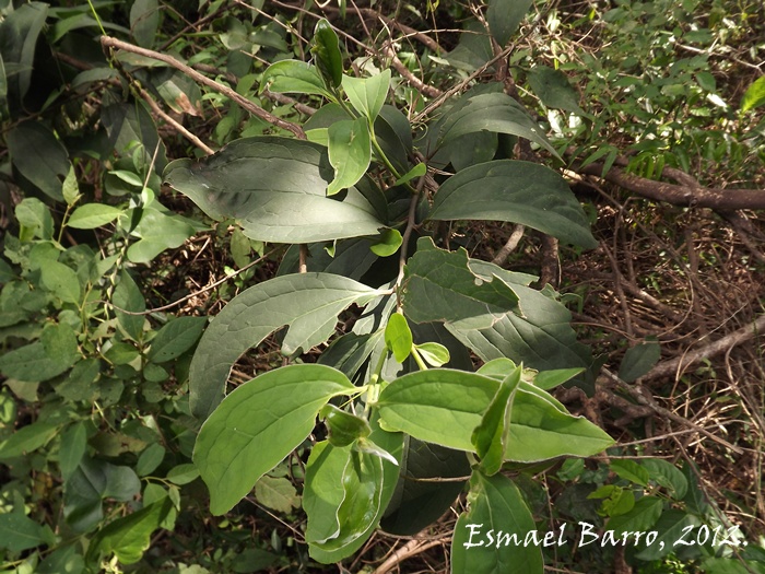 Dasyphyllum spinescens