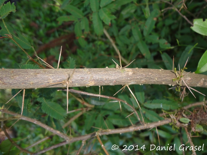 Dasyphyllum spinescens