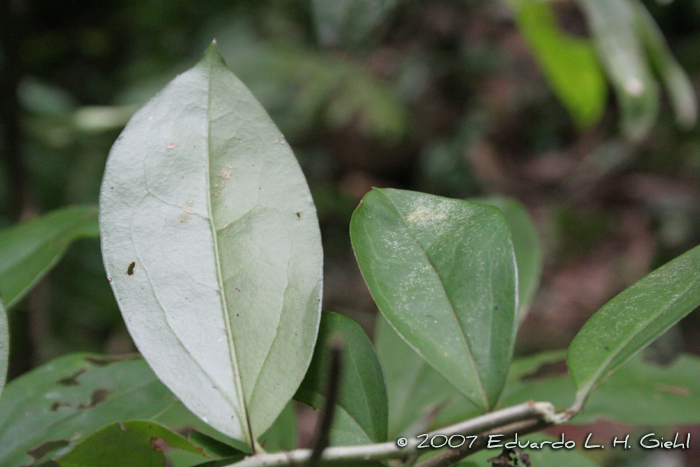 Dasyphyllum spinescens