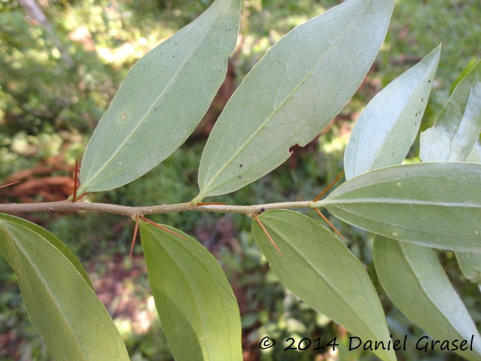 Dasyphyllum spinescens