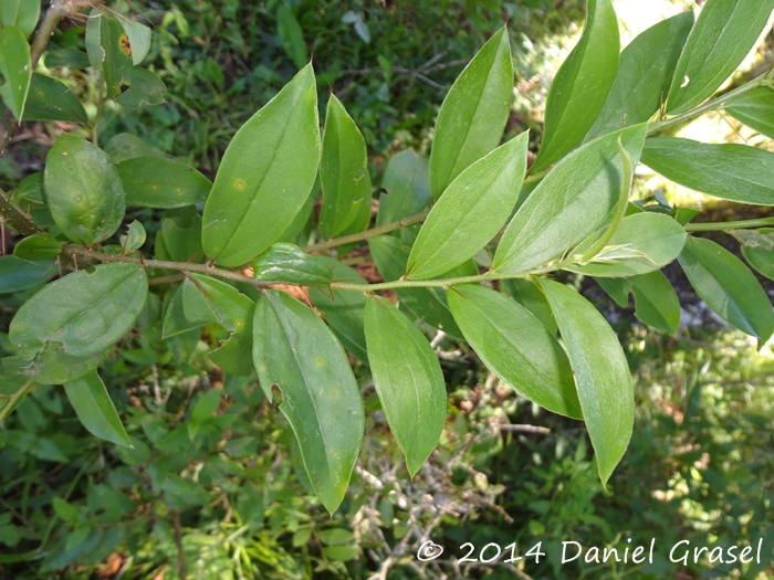 Dasyphyllum spinescens