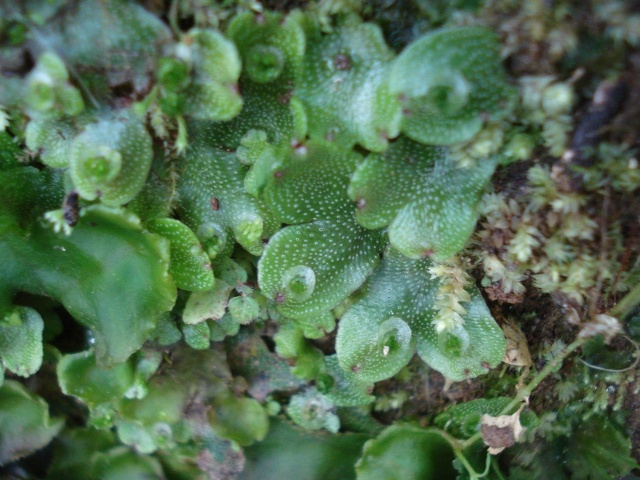 Marchantia chenopoda