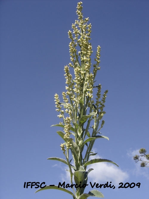 Pterocaulon alopecuroides