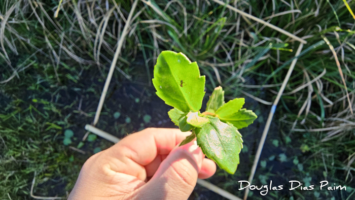 Enydra anagallis