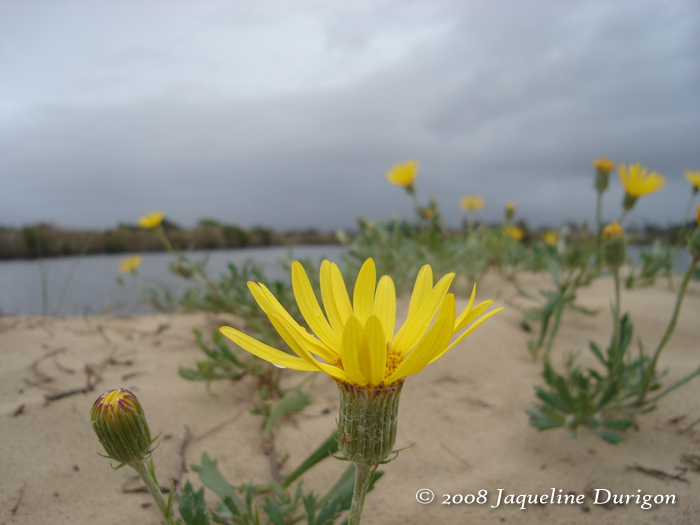 Senecio ceratophylloides