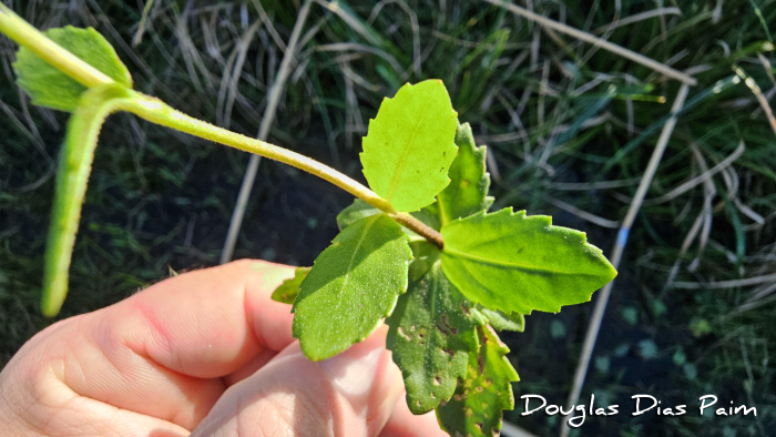 Enydra anagallis